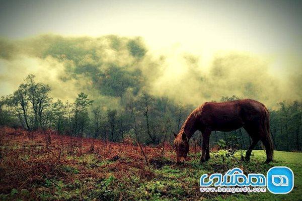 جنگل ابر شاهرود ، بهشتی افسانه ای در قلب سمنان