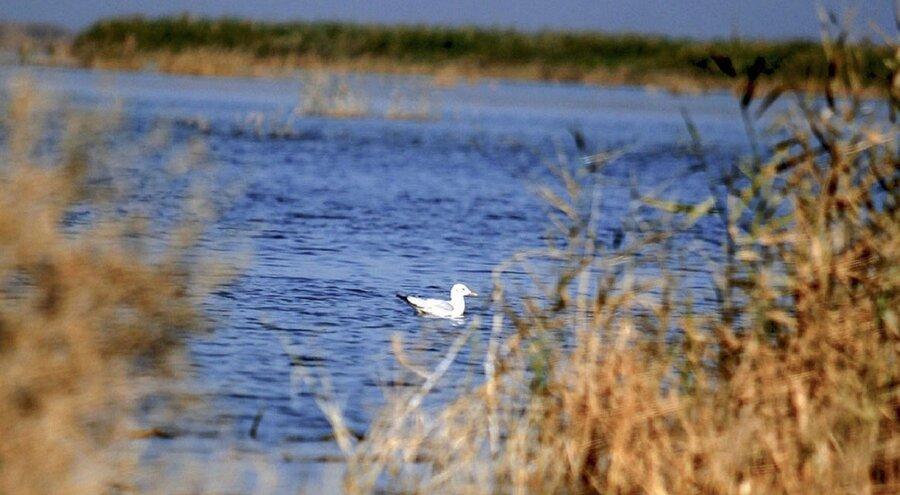 باران تالاب های خوزستان را احیا کرد ، افزایش جمعیت پرندگان مهاجر در خوزستان