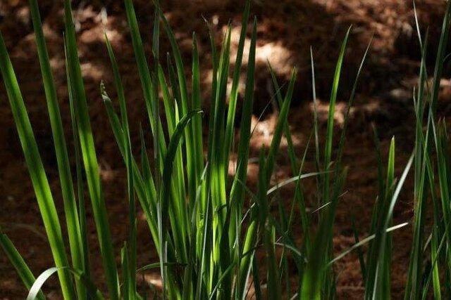 کنترل رشد گیاه با یاری نوعی پروتئین