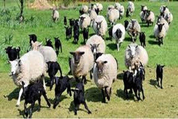 عبور احشام در جاده بدره حادثه آفرید