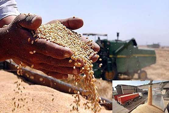 خرید تضمینی 10.5 میلیون تن گندم از کشاورزان