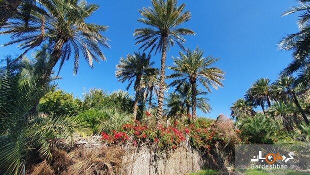 روستای همیشه بهار؛ 10 دقیقه تا اولین هتل کپری جهان