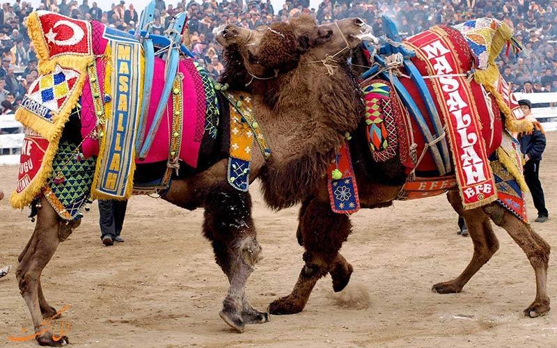 مسابقات کشتی دریافت شترها در ترکیه!!!