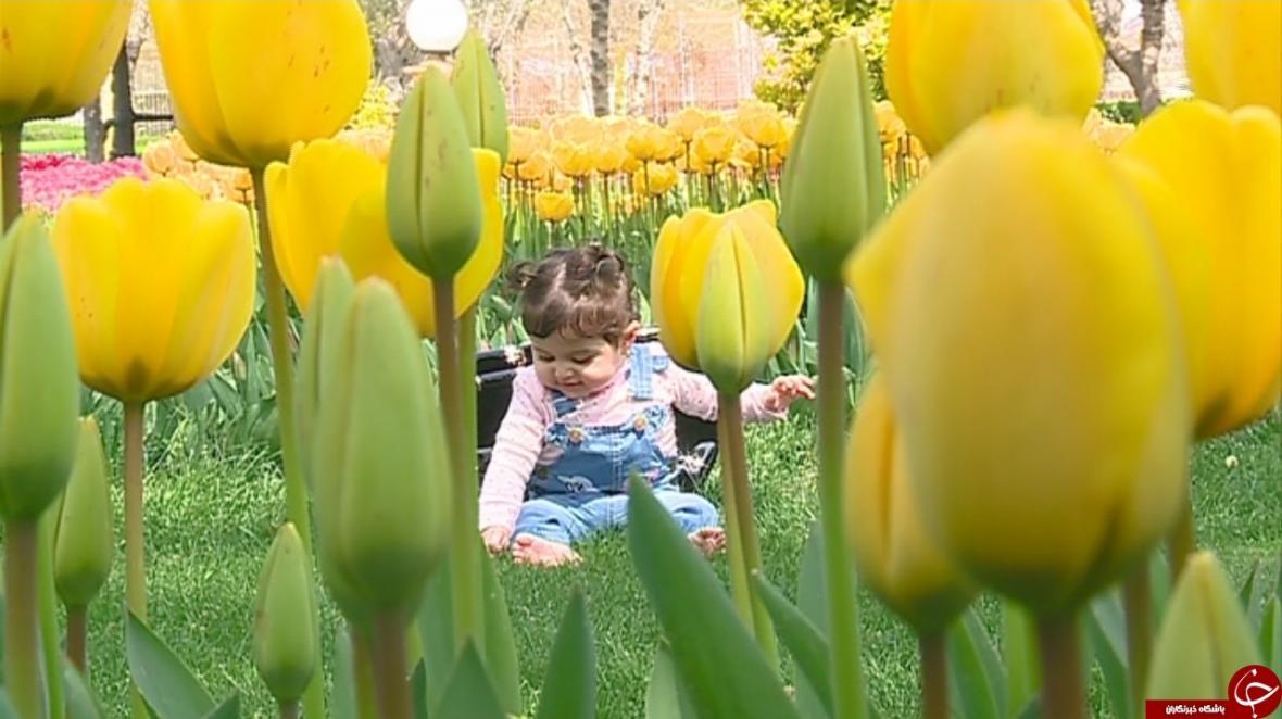 جشنواره زیبای گل های لاله اراک تا چهار هفته دیگر بر پاست