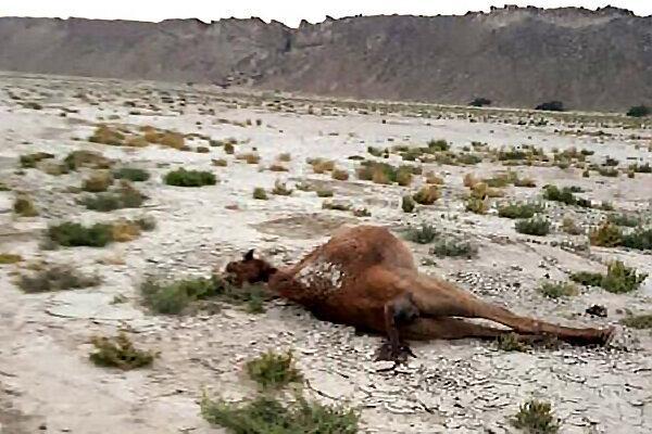 جزییات جدید درباره علت مرگ شترها