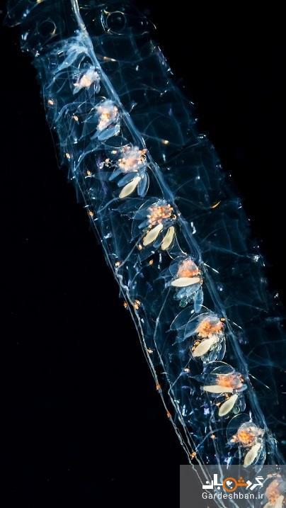 درازترین حیوان روی زمین چیست؟