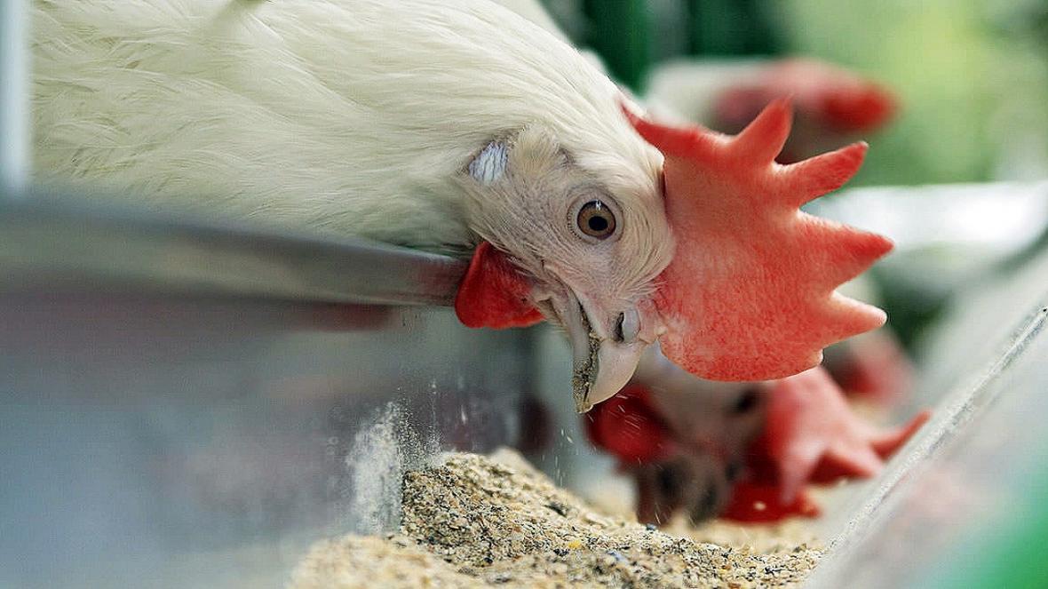 فعالیت بیش از هزار واحد تولیدکننده مرغ گوشتی در خراسان رضوی