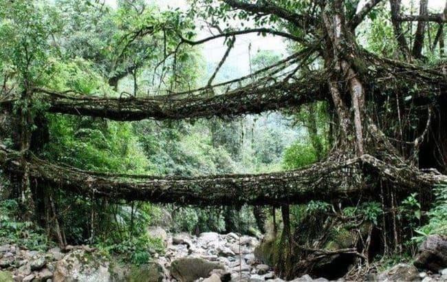 عجیب ترین پل های ریشه ای طبیعی جهان در هند