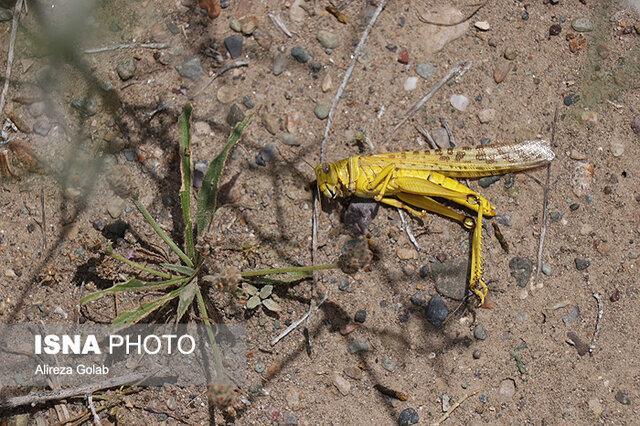 ملخ های مشاهده شده در درح، صحرایی نیستند