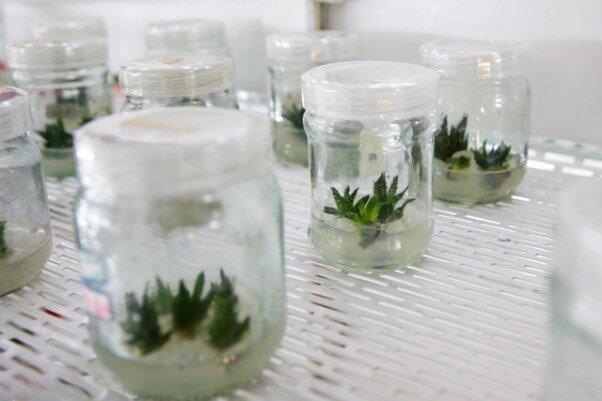 امنیت غذایی کشور را با حفظ ذخایر ژنتیکی تامین کنیم