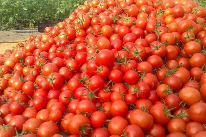 فواید آب گوجه فرنگی را جدی بگیریم