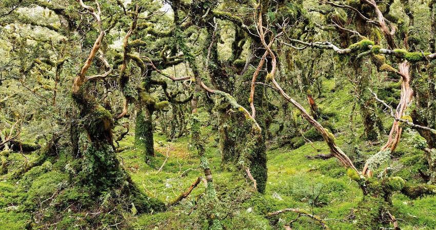 اسرار آمیزترین جنگل های جهان اسرار آمیزترین جنگل های دنیا