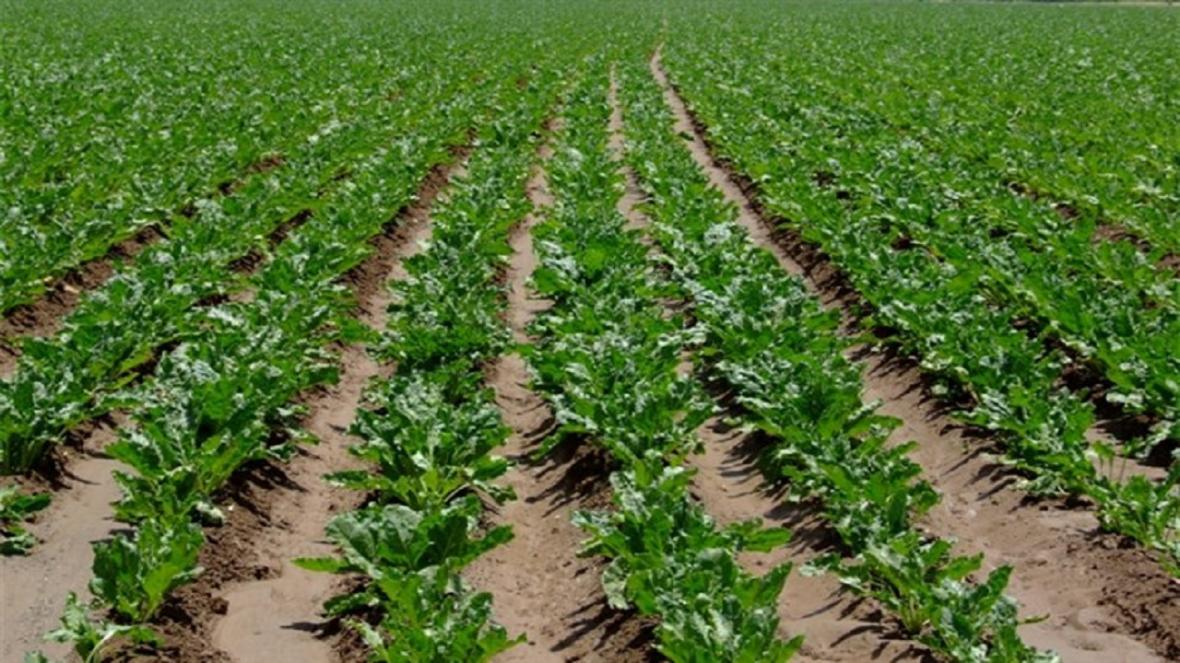 کشت چغندر قند در 600 هکتار از زمین های کشاورزی کیار