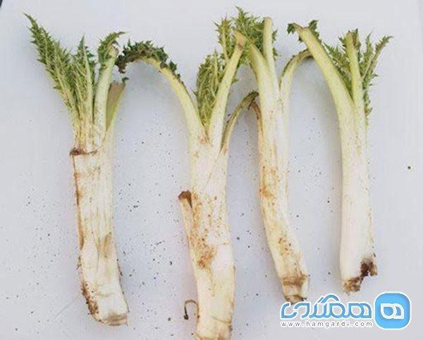 خواص کنگر نوبرانه بهار