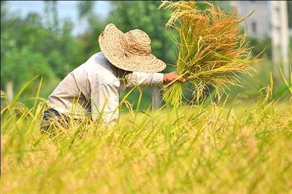 زیان کشاورز ایرانی از نبود الگوی کشت، منظور از الگوی کشت چیست؟