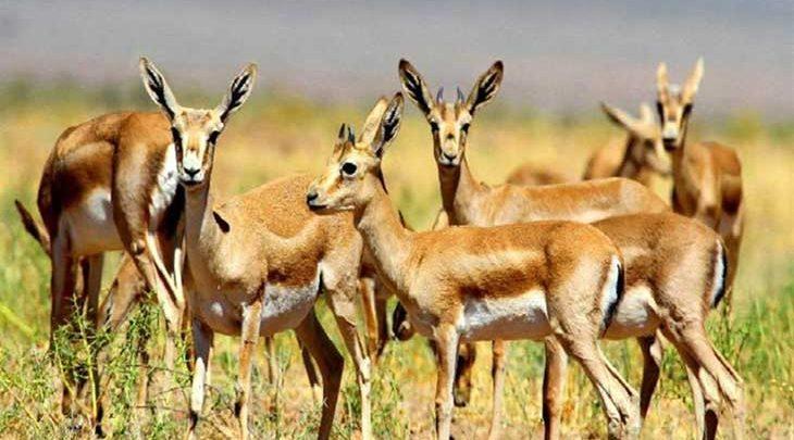 دشت زیبای سهرین در منطقه حفاظت شده سرخ آباد زنجان