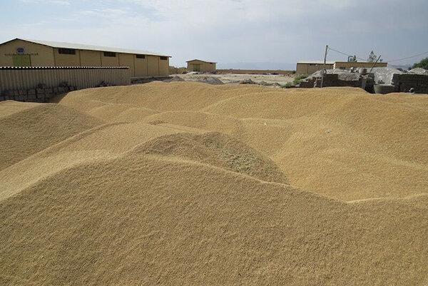 خریداری 141 هزار تن گندم در شوشتر