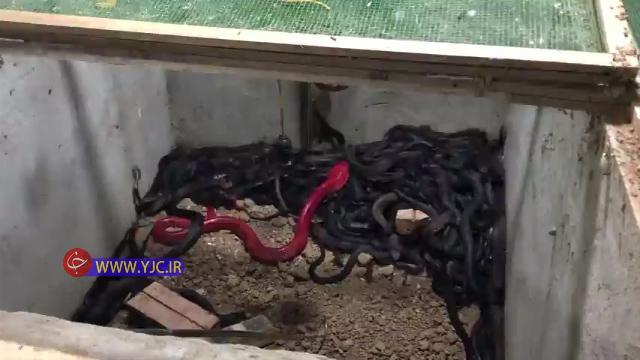 بزرگترین خانواده مار کبری در جهان! فیلم بزرگترین خانواده مار کبری در دنیا!