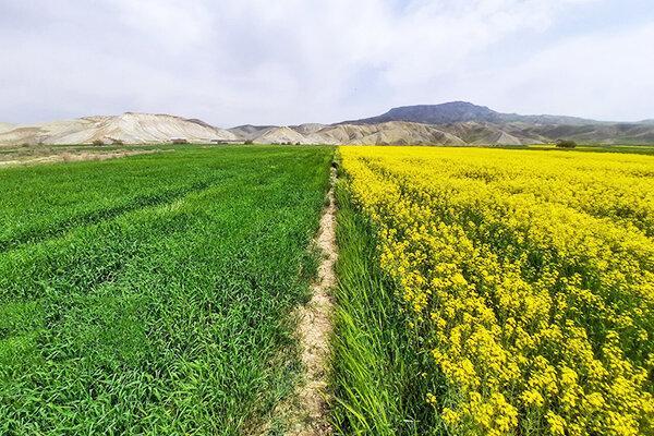 نان اقتصاد سلسله در روغن کلزا