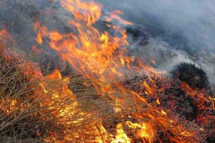 شرح حال آتش افتاده بر دامن زاگرس