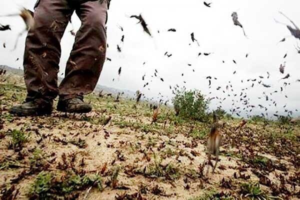 ملخ های تهران خطرناکند؟