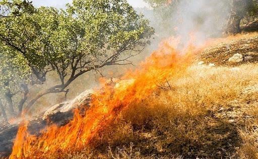 جنگل های ماهورباشت دچار حریق شد