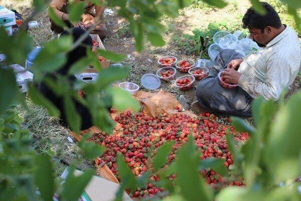 کردستان؛ معدن طلای سرخ ایران