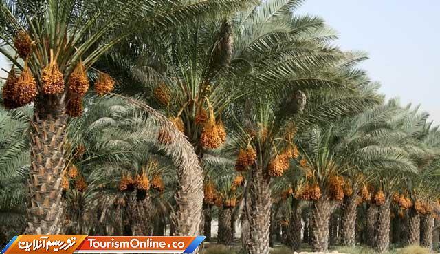 جشنواره خرما در بوشهر برگزار می گردد