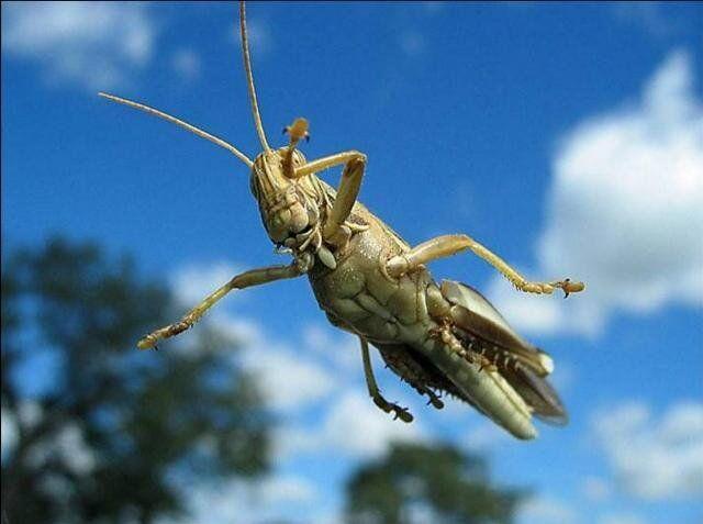 هجوم ملخ ها شرایط یمن را وخیم تر کرده