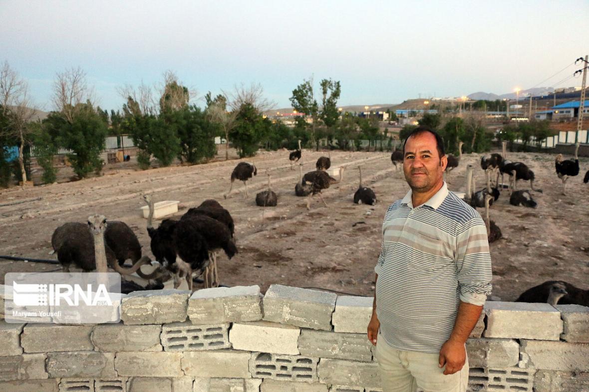 خبرنگاران صنعت شترمرغداری در ایران جا نیفتاده است