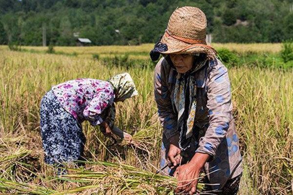 تهدید جانی برای برخورد با سودجویان تخلیط برنج تهدید جانی برای برخورد با سودجویان تخلیط برنج