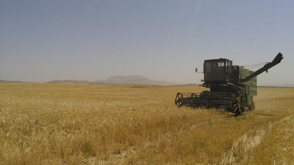 برداشت بیش از 55 هزار تن جو تا به امروز در گلستان