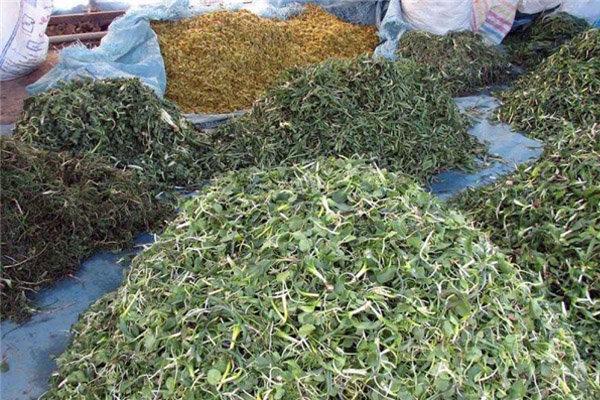فرآوری هزار و 920 تن گیاه دارویی در لرستان