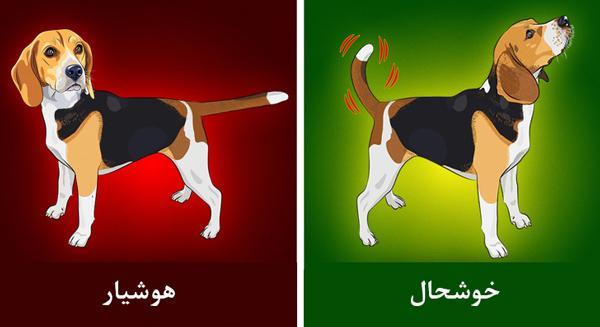 زبان بدن حیوانات را بشناسیم