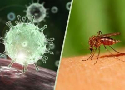 آیا داروی مالاریا بیماری کرونا را درمان می نماید؟