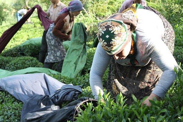 خاتمه برداشت چین بهاره برگ سبز چای در گیلان