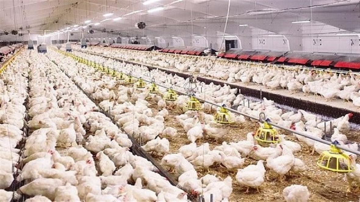 شوک دوباره به قیمت مرغ در بازار، مرغداران خواستار توجه مسئولان
