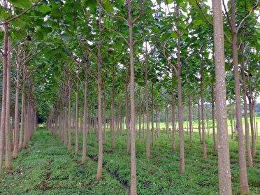 کشت پالونیا در آذربایجان شرقی ممنوع