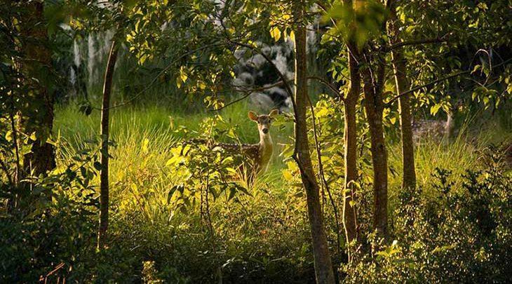 جنگل های سوندرابانس زیباترین جنگل دنیا، تصاویر