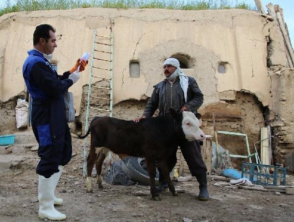 مایه کوبی بیش از 64 هزار قطعه طیور بومی چالدران علیه نیوکاسل
