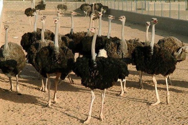 پرورش شتر مرغ به دست کشاورزان مشهدی