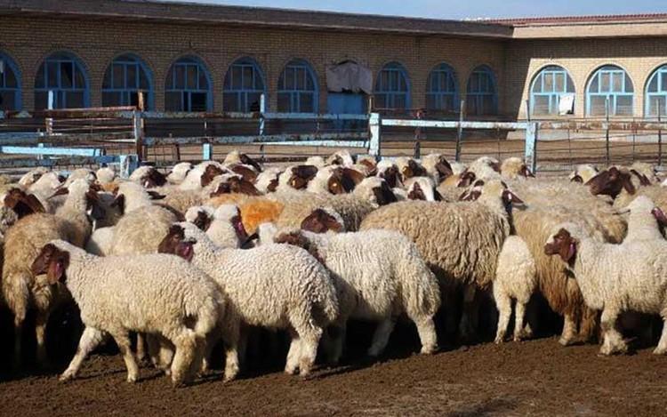 ذبح دام در تهران ممنوع شد