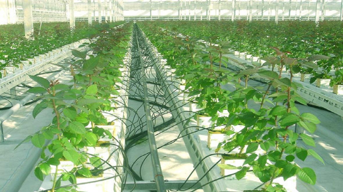 منطقه آزاد ماکو استعداد ویژه برای ایجاد شهرک کشاورزی را دارد