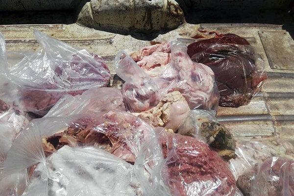 کشف و معدوم سازی 5 تن آلایش دامی فاسد در کهریزک