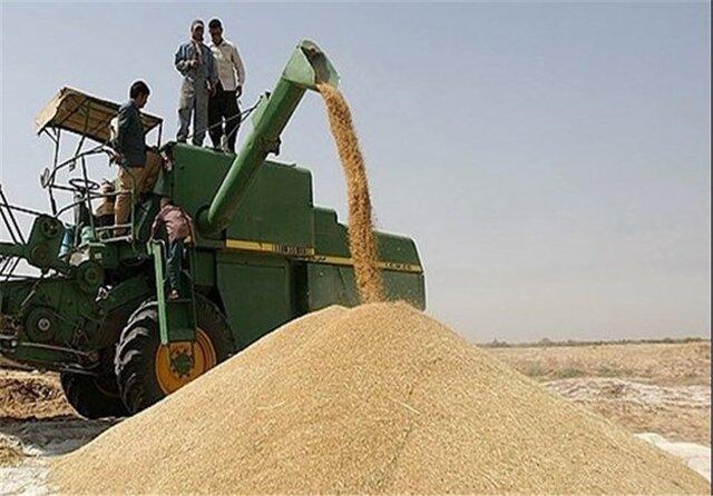 خرید بیش از 186 هزار تن گندم از زارعین آذربایجان غربی