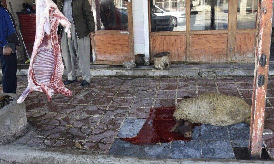 خطر انتقال تب کریمه کنگو از دورریختنی های دام جدی است