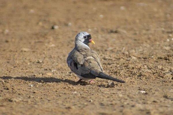 ثبت قمری ناماکوآ در پناهگاه حیات وحش یخاب اصفهان