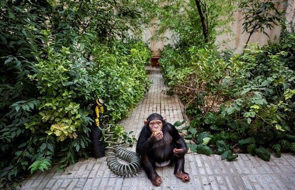 تنها بچه شامپانزه ایران در ارم می ماند