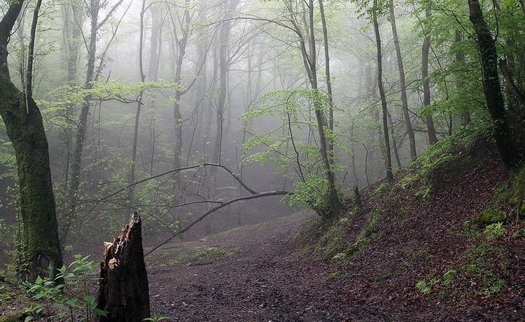 تاراج خاک جنگل های شمال؛ هر 10 کیلوگرم 20 هزار تومان!