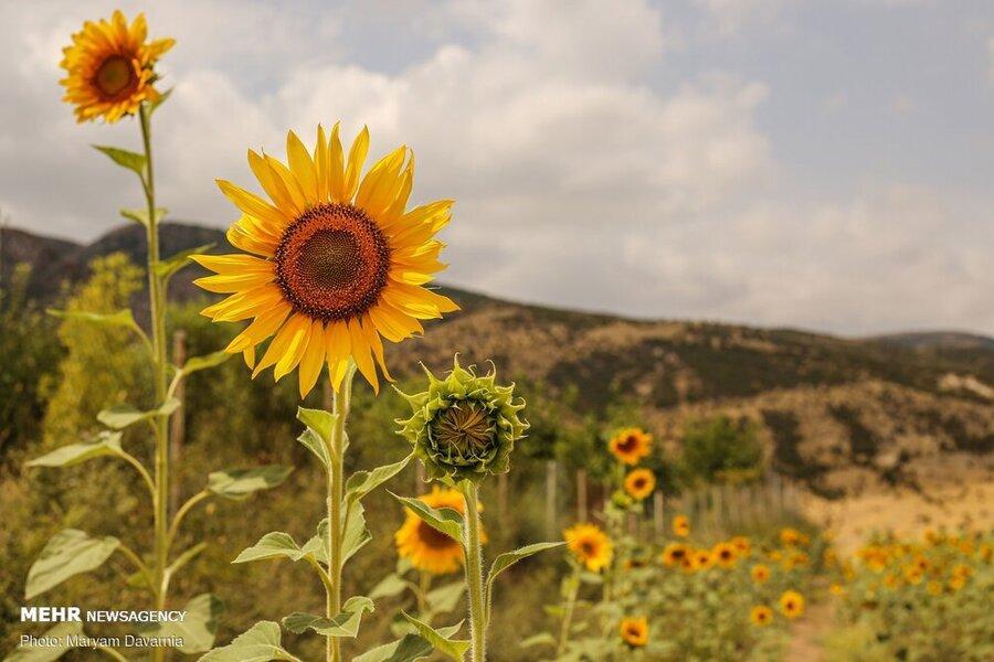 گردشگری کشاورزی چیست؟ ، کشاورزی چگونه جاذبه گردشگری شود؟ گردشگری کشاورزی چیست؟ ، کشاورزی چگونه جاذبه گردشگری شود؟